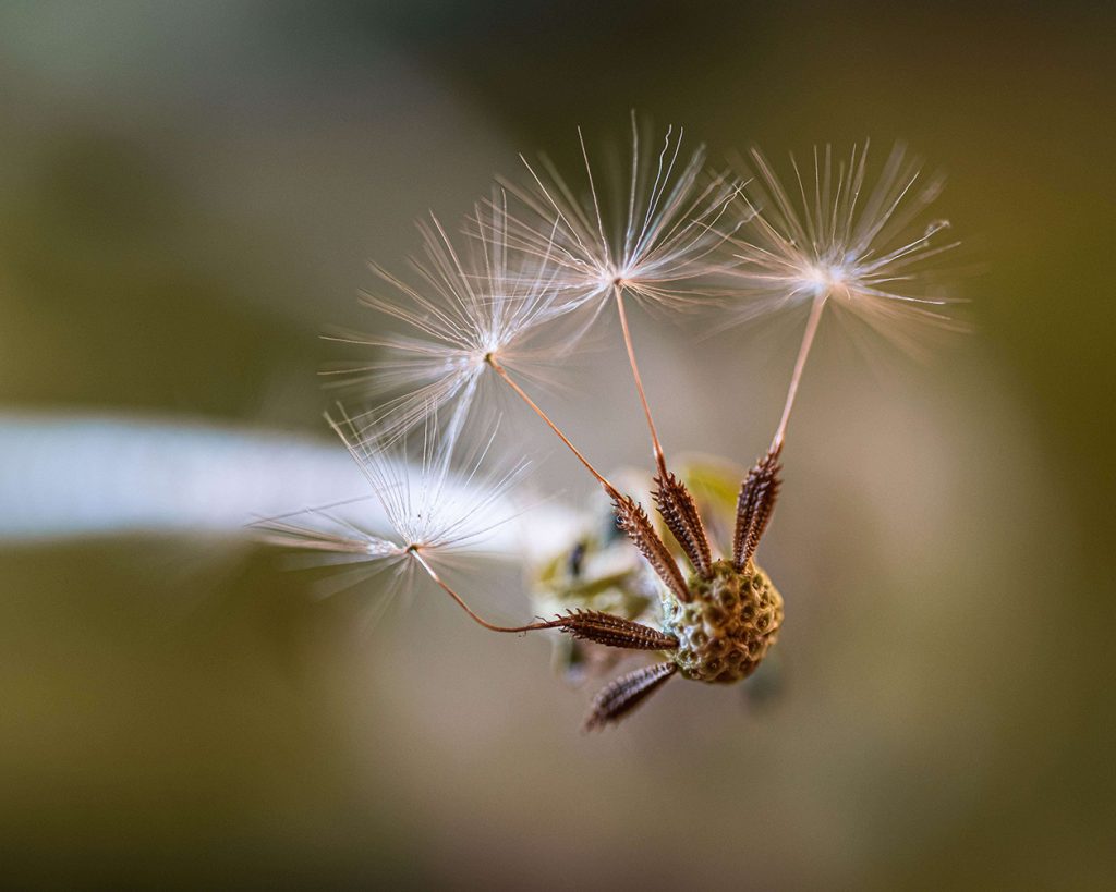 Andreas Symeonidis - Flowers - @andreas.sym